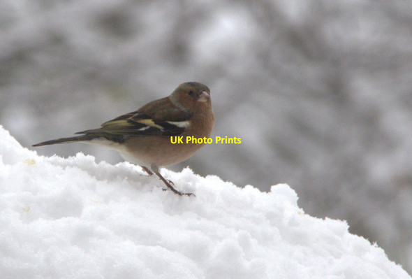 Photo 6"x4" Chaffinch (Fringilla coelebs) Southgate\/TQ3094 c2012 P1