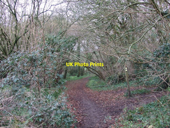 Photo 6"x4" Footpath Down to Hinton Martell Chalbury\/SU0106 c2012