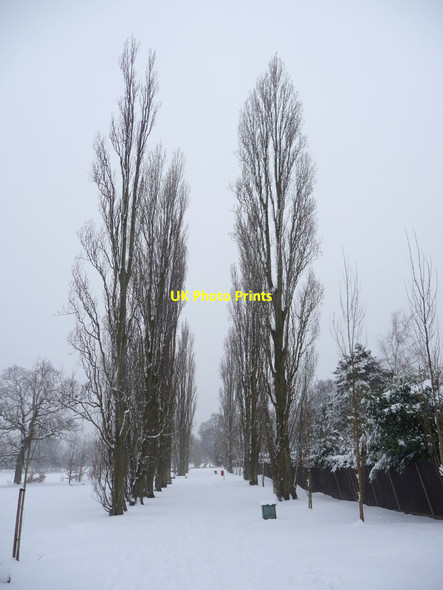 Photo 6"x4" Avenue of Poplar Trees, Oakwood Park, London  N14 Southgate\/TQ3094 c2012