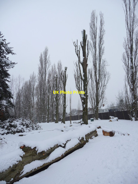 Photo 6"x4" Poplar Trees, Oakwood Park, London N14 Southgate\/TQ3094 c2012