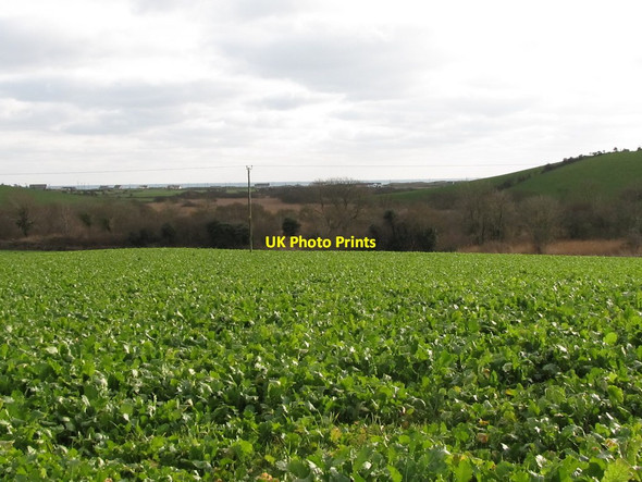 Photo 6"x4" A field of kale overlooking wetland at Rathmullan Lower Killough c2012