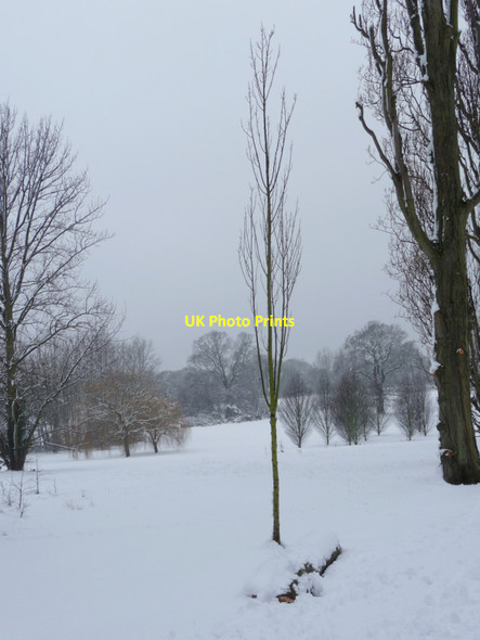 Photo 6"x4" Poplar Tree, Oakwood Park, London N14 Southgate\/TQ3094 c2012