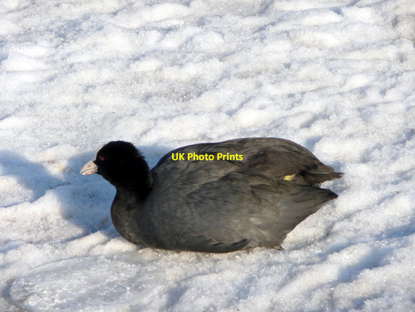 Photo 6"x4" Coot (Fulica atra) Southgate\/TQ3094 c2012