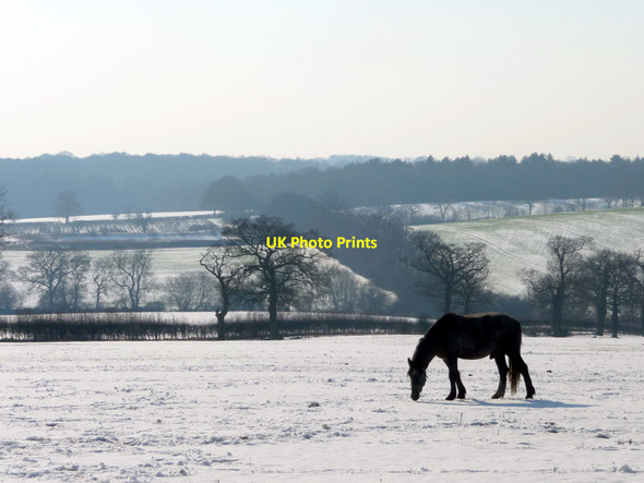 Photo 6"x4" Horse Grazing, The Ridgeway, Enfield Botany Bay\/TQ2999 c2012 P1