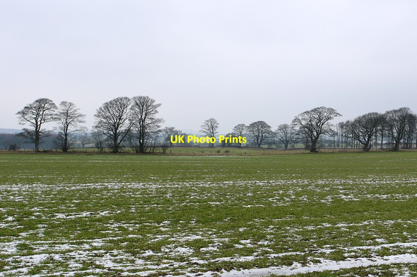 Photo 6"x4" Fields and winter trees north of Nesbitt Hill Head Harlow Hill\/NZ0768 c2012