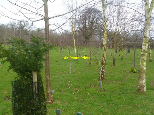 Photo 6"x4" Colehill, burial ground Wimborne Minster c2012