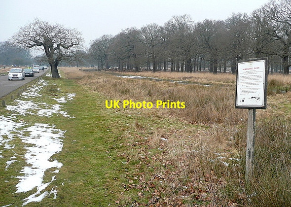 Photo 6"x4" Hamcross Plantation Kingston Upon Thames c2012