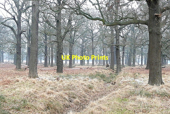 Photo 6"x4" Deer in Hamcross Plantation Kingston Upon Thames c2012