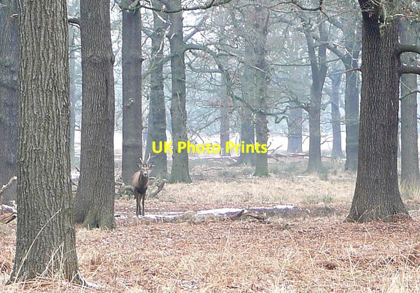 Photo 6"x4" Deer in Hamcross Plantation Kingston Upon Thames c2012 P1