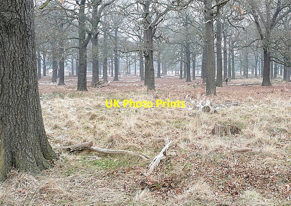 Photo 6"x4" Deer in Hamcross Plantation Kingston Upon Thames c2012 P2
