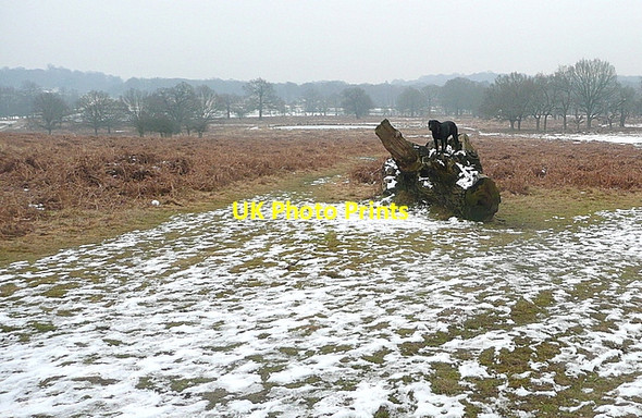Photo 6"x4" Path in Richmond Park Richmond\/TQ1874 c2012