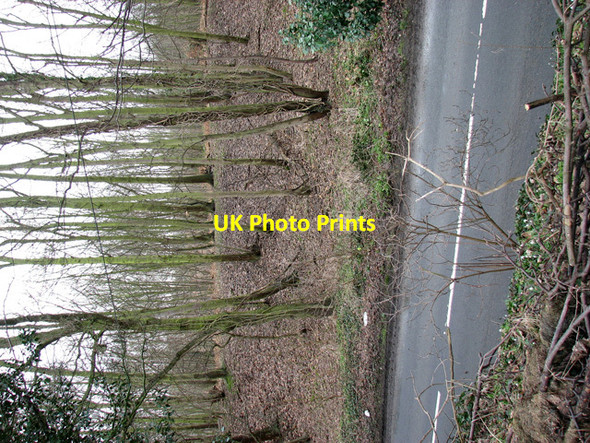 Photo 6"x4" Brightwell Hill Plantation Brightwell c2012