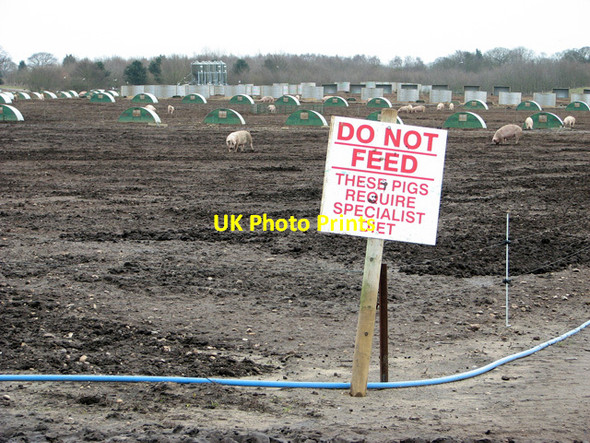 Photo 6"x4" Do not feed the pigs, Waldringfield Waldringfield Heath c2012