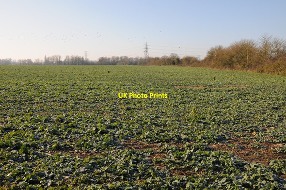 Photo 6"x4" Arable field near Whitminster Wheatenhurst c2012