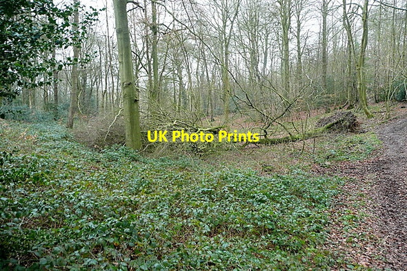 Photo 6"x4" In Sunter's Wood Booker c2012