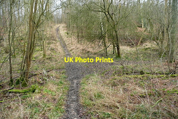Photo 6"x4" Path in High Barber's Wood Booker c2012