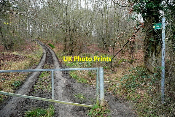 Photo 6"x4" Path into Spring Coppice Booker c2012