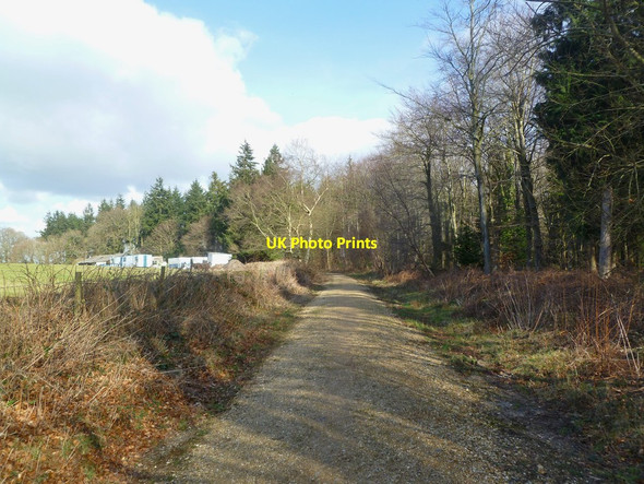 Photo 6"x4" Horton Wood, forestry road Wigbeth c2012