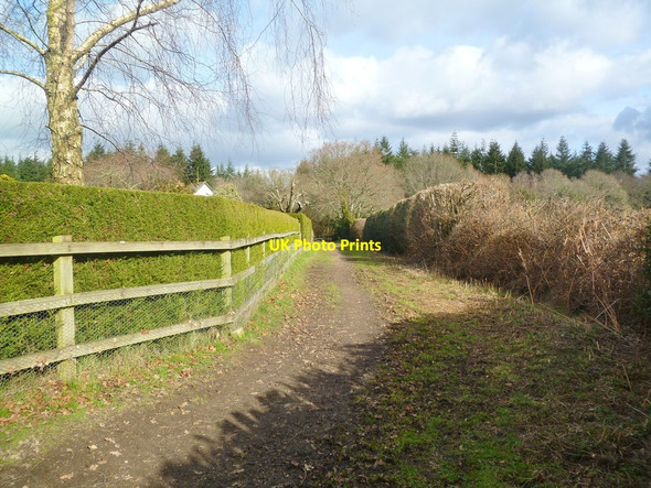 Photo 6"x4" Holt Wood, bridleway Holt Wood\/SU0305 c2012