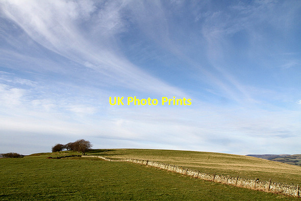 Photo 6"x4" Selkirk Common Selkirk c2012