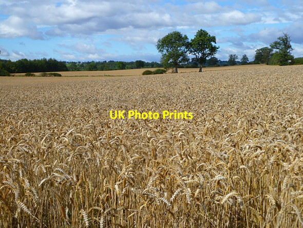 Photo 6"x4" Farmland, Rokeby Brignall c2011