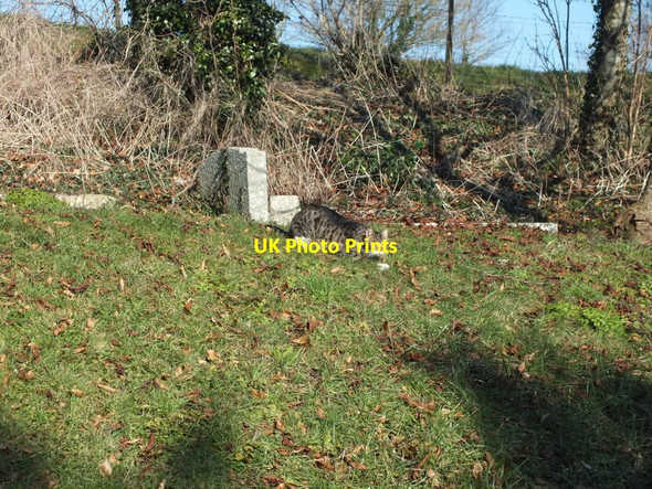 Photo 6"x4" The churchyard cat Alvediston c2012