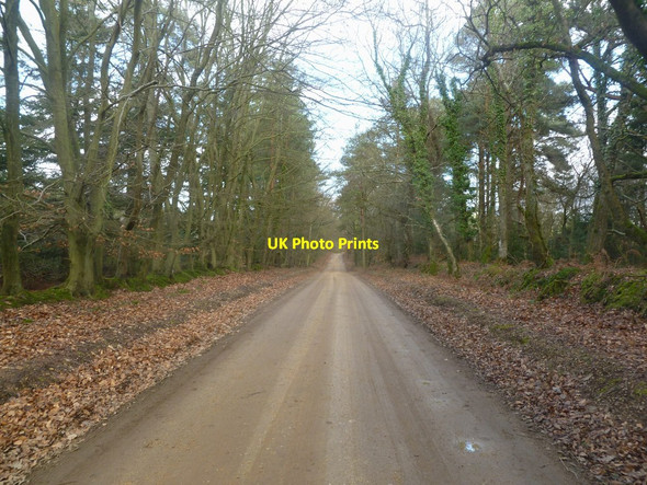 Photo 6"x4" Harbridge, forestry road Lower Turmer c2012