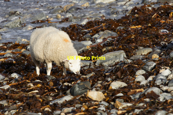 Photo 6"x4" Shetland sheep feeding on seaweed on Westing beach Westing\/HP5705 c2012