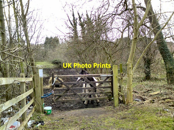 Photo 6"x4" Grazing at Bredbury Stockport\/SJ8990 c2012