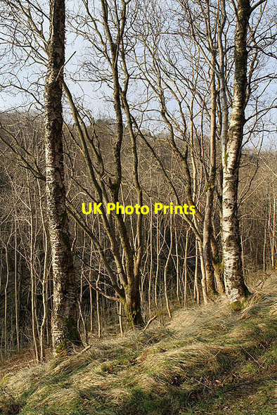 Photo 6"x4" Trees on Thirlestane Hill Ettrick c2012