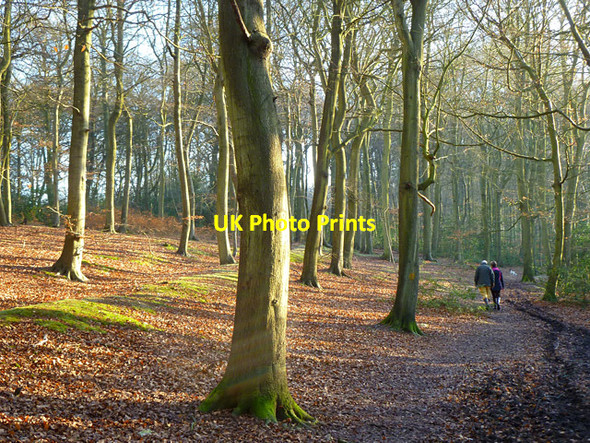 Photo 6"x4" Atkins Wood, Great Missenden Prestwood\/SP8700 c2012