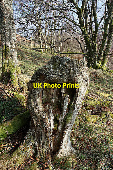 Photo 6"x4" Woodland on Thirlestane Hill Ettrick c2012