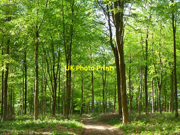 Photo 6"x4" Woodland, Smannell Little London\/SU3749 c2011