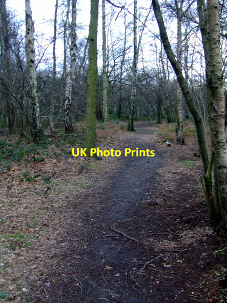 Photo 6"x4" Kidney Wood Luton\/TL0921 c2012
