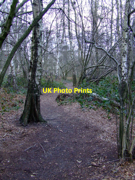 Photo 6"x4" Kidney Wood Luton\/TL0921 c2012 P2