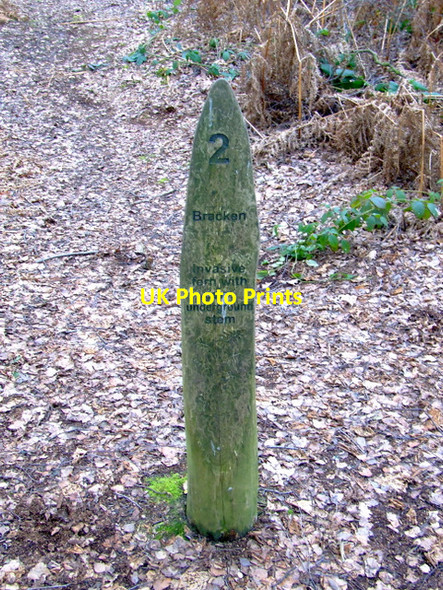 Photo 6"x4" Kidney Wood Luton\/TL0921 c2012 P4