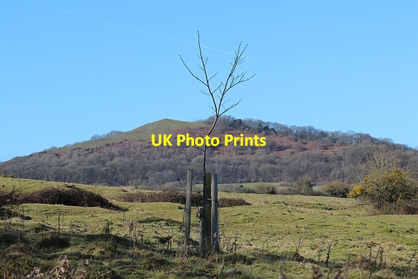 Photo 6"x4" Commemorative Tree, Coombegreen Common Birts Street c2012