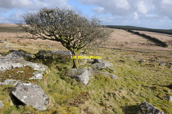 Photo 6"x4" Tree on Bodmin Moor Tolborough c2012