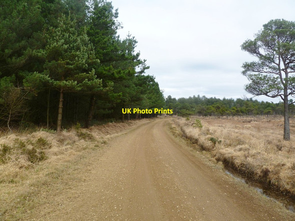 Photo 6"x4" Philliols Heath, bridleway Warren\/SY8591 c2012