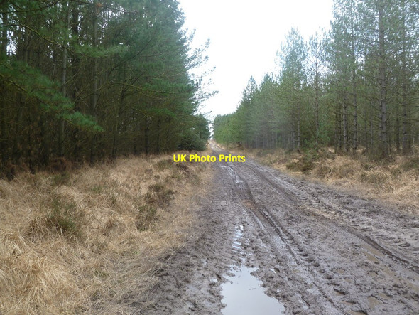 Photo 6"x4" Philliols Heath, forestry road Warren\/SY8591 c2012