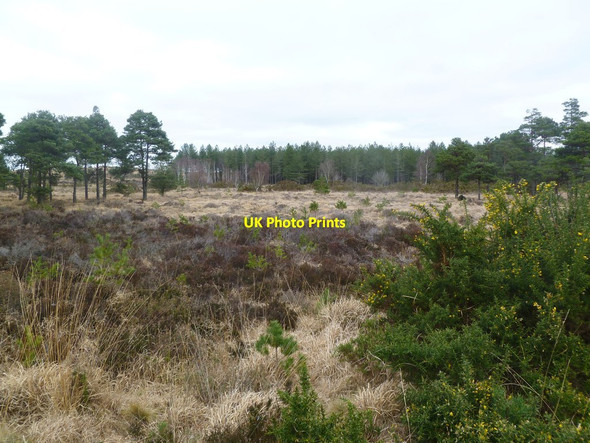 Photo 6"x4" Bloxworth Heath, heathland Bloxworth c2012