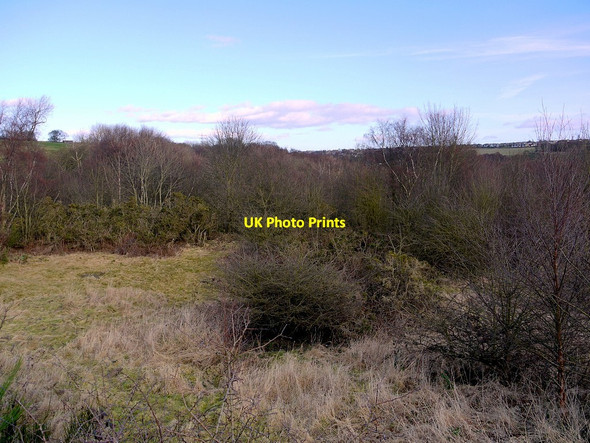 Photo 6"x4" Bog Wood Blaydon c2012