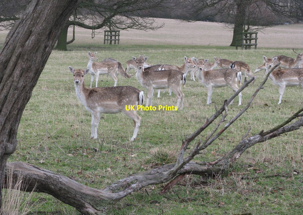 Photo 6"x4" Deer, deer .... Dodworth Bottom c2012