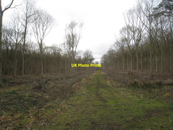 Photo 6"x4" Track through Southrey Wood Southrey c2012