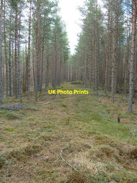 Photo 6"x4" Extraction lane or fire break in forestry Corarnstilbeg c2012