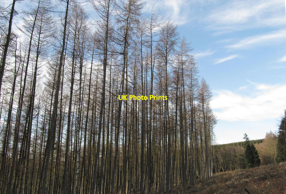 Photo 6"x4" Larch trees at Hazel Head Wood Hawnby c2012