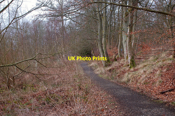 Photo 6"x4" Path in Lowrie's Den Penicuik c2012