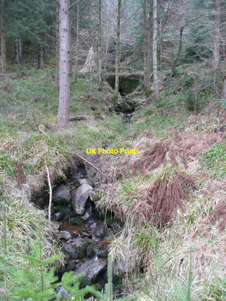 Photo 6"x4" A burn in the woods Inver\/NO0142 c2012