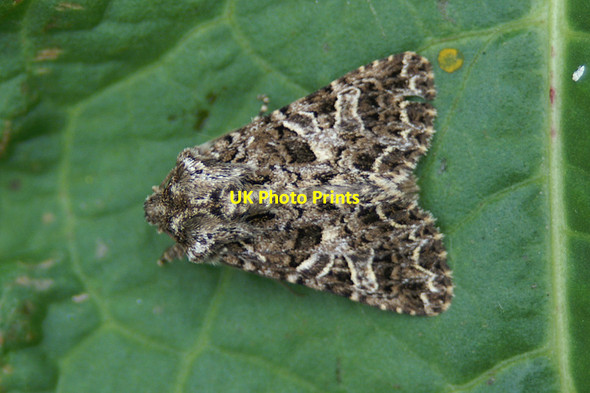 Photo 6"x4" Lychnis (Hadena bicruris), Baltasound Baltasound c2005