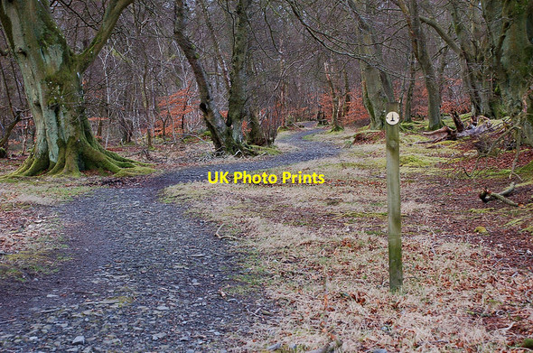 Photo 6"x4" Path in Lowrie's Den, Penicuik Penicuik c2012